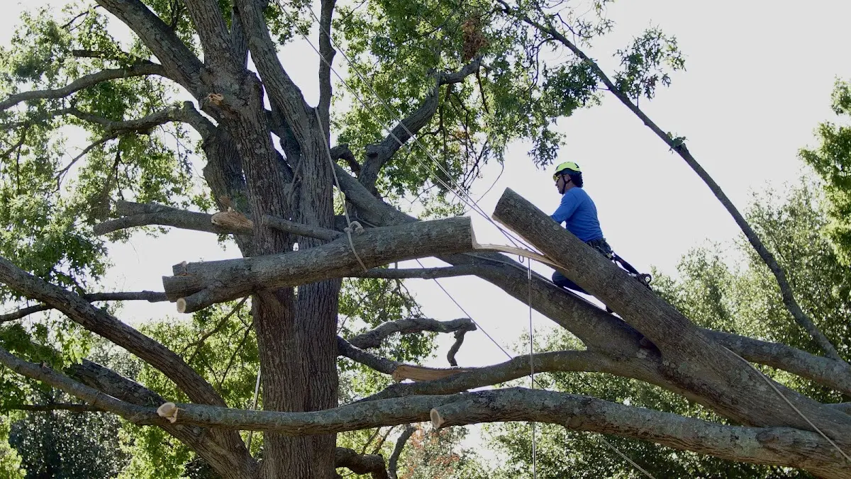 Professional Crown Thinning performed by certified arborists in Montier