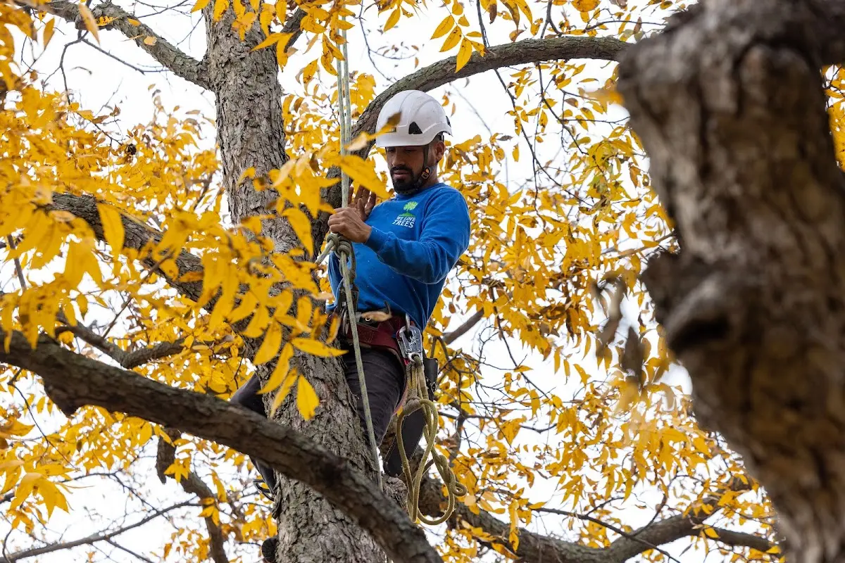 Skilled Tree Planing crew working in Montier